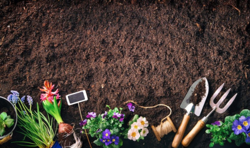 Best Low-Maintenance Plants for People Who Travel Frequently